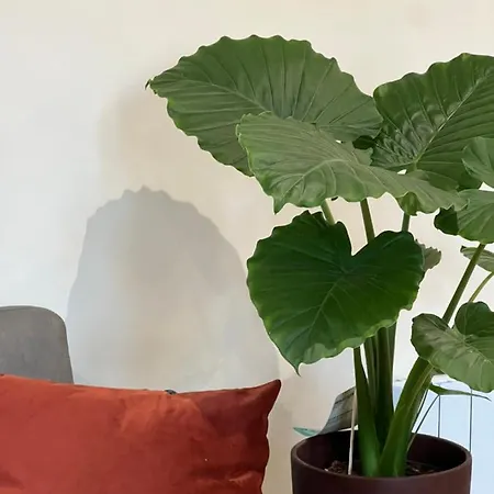 아파트 Myaka Wood